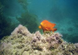 Garibaldi off of Catalina, Canon Elph Sport by Chris Lawford 